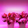 Ruban LED horticole